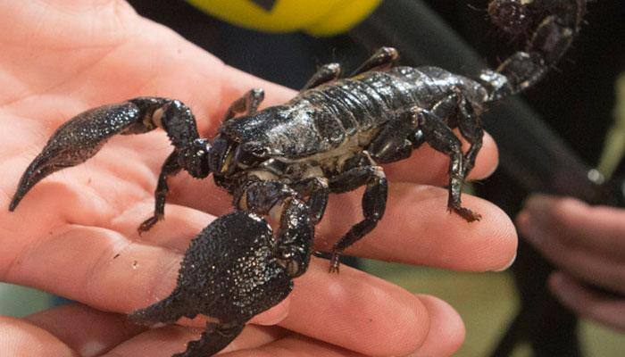 Bizarre! Smoking dead scorpions new fave for Pakistani addicts?