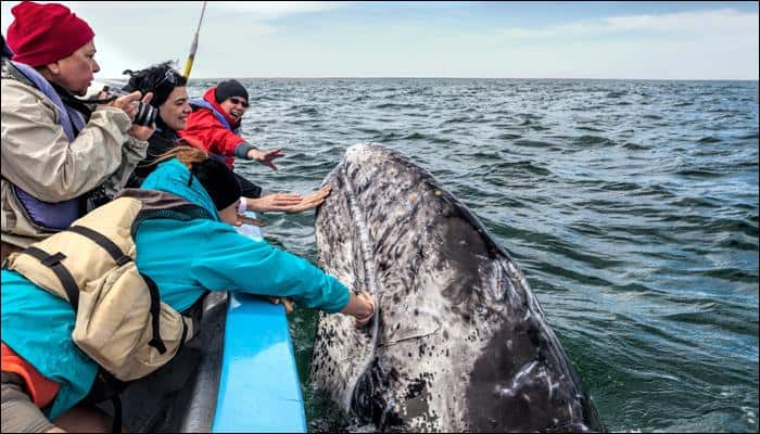 Watch video: This will make you want to experience a whale encounter!