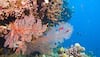 Watch: First sign of coral bleaching found in Sydney!