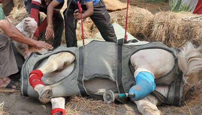 RIP Shaktiman: These pictures of the brave police horse will move you to tears