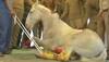 'Police officer' Shaktiman dies; Maneka Gandhi says culprits should be arrested