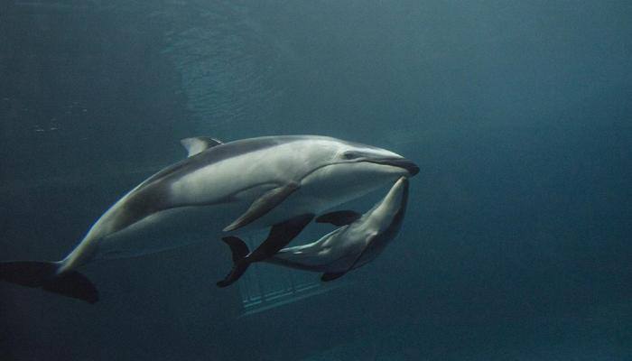 &#039;Katrl&#039; the dolphin gives birth to her first child – Watch the incredible moment!