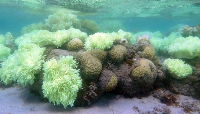 Ocean alert: 93% of Great Barier Reef hit by coral bleaching – Watch!