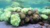 Ocean alert: 93% of Great Barier Reef hit by coral bleaching – Watch!