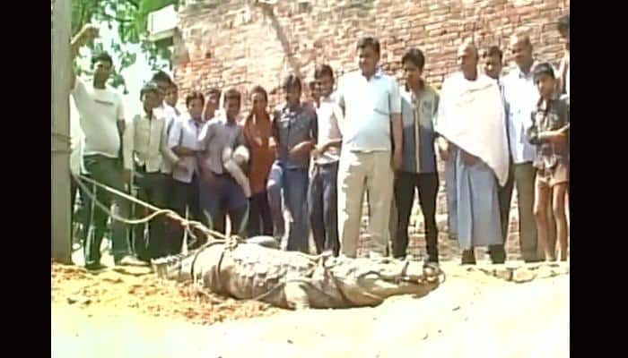 Crocodile enters residential locality in Uttar Pradesh, causes panic - Watch