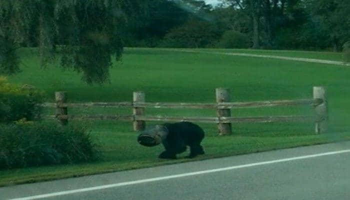 Watch: Three brave men rescue bear with its head stuck in a bucket!