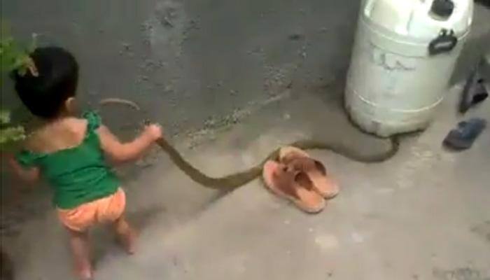 Watch it to believe it: Toddler plays with poisonous snake like a &#039;soft toy&#039;