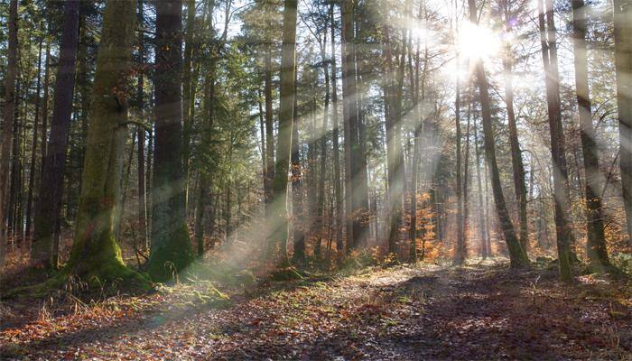 This is how defaunation leads to carbon imbalance in tropical forests