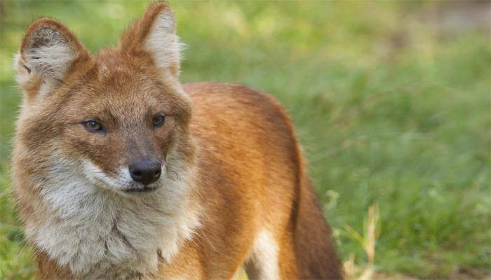 Endangered Asiatic wild dogs spotted in China reserve