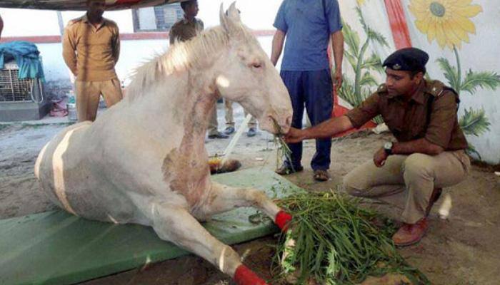 Tribute to Shaktiman: Petrol pump in Dehradun to be named after police horse