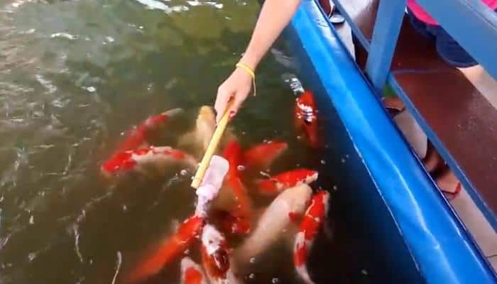 Amazing! School of fish drinks milk from bottle like human babies – Watch