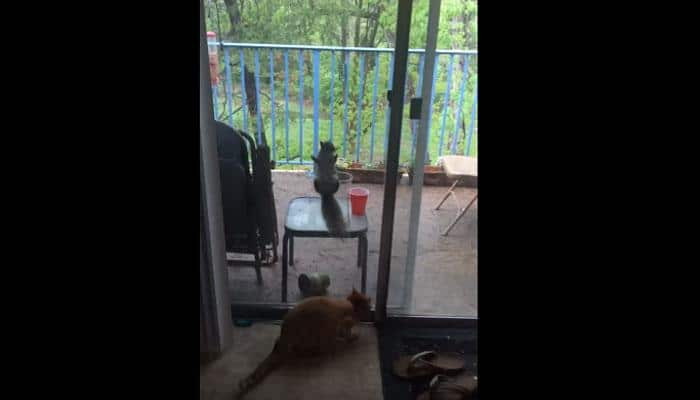 Funny video: Squirrel taunts house cat through glass door – Watch