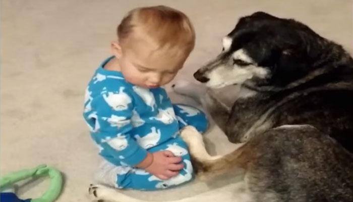 Adorable! This cute baby goes to bed with his best mate dog – Watch video