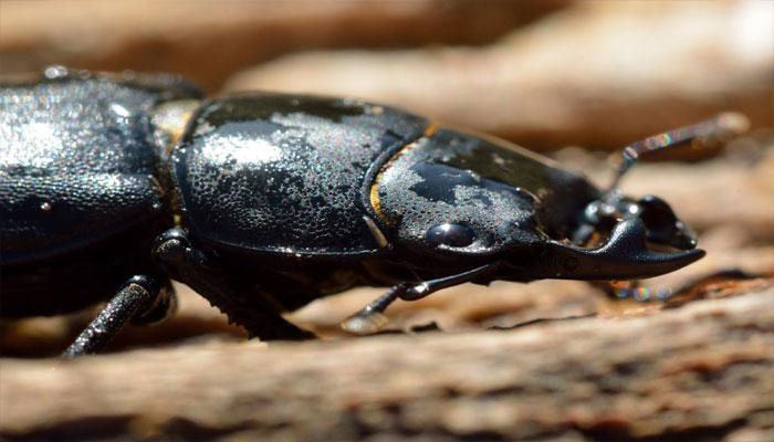 Chinese scientists discover world's longest insect Chinese scientists discover world's longest insect