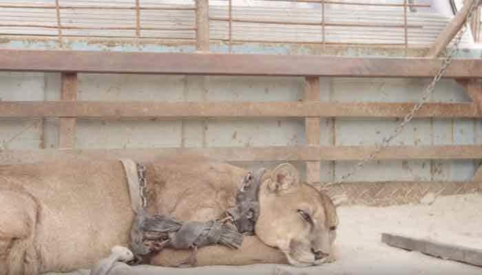 Circus lion chained for 20 years finally set free - Watch how he reacts!