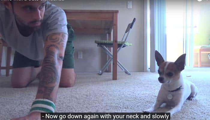 Awww! Watch this cute Chihuahua copying his master's Yoga moves 