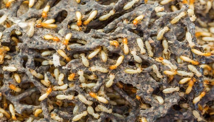 Termites are not just pests; can show way to drought control