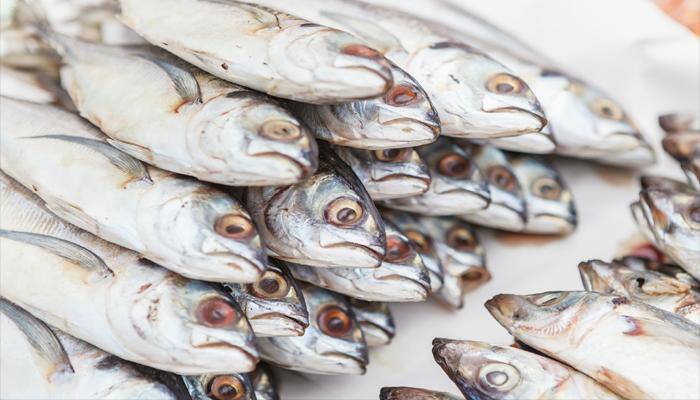 Fish production in HP increases by over 9%