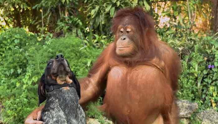 Watch: Spare a minute to see this wonderful animal video!