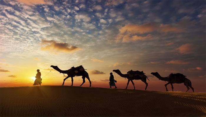 New research discloses genetic history of camels