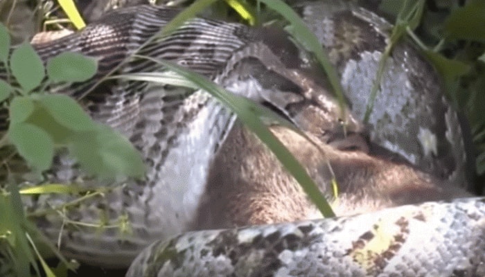 Unbelievable! Anaconda kills, swallows a deer, video goes viral – Watch