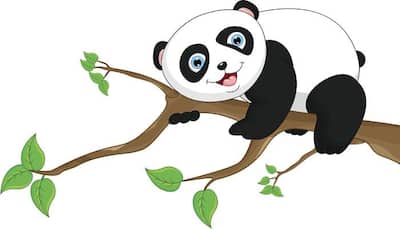 Take this fun Panda quiz!
