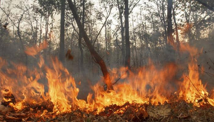 Trikuta hills fire brought under control, Katra-Vaishno Devi chopper services resume