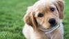 Ever seen a puppy eating watermelon? You better watch it here (video)!