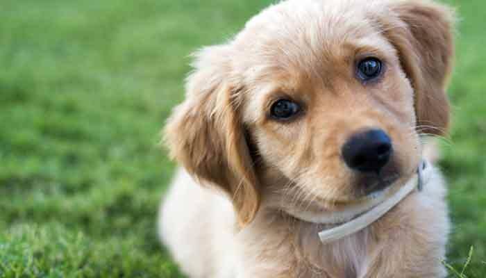 Ever seen a puppy eating watermelon? You better watch it here (video)!