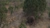 Lions attacking buffalo