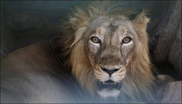 Shocking! Two lions killed as man jumps into enclosure in attempt to commit suicide - Watch video