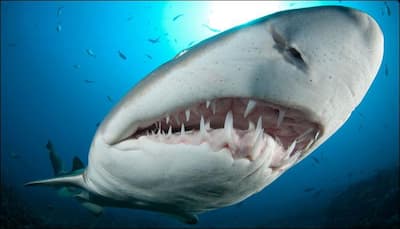 Captured: Witness 70 tiger sharks ripping apart a dead whale! - Watch video