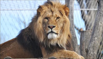 Man who wanted to “shake hands with lions” arrested!
