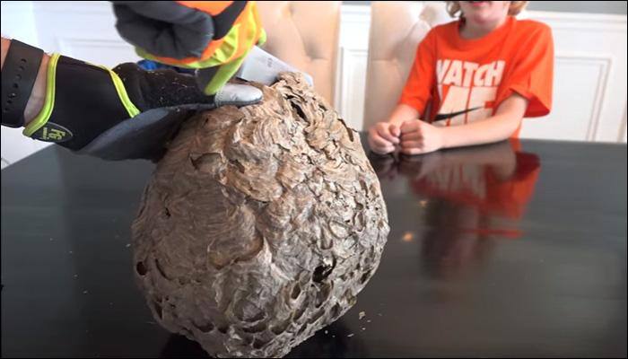 Father and son cut open a wasp&#039;s nest – Watch video to find out what&#039;s inside!