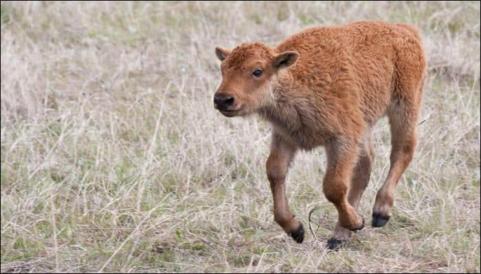 Watch video: Baby bison is attacked by a wolf – what happens next will give you goosebumps!