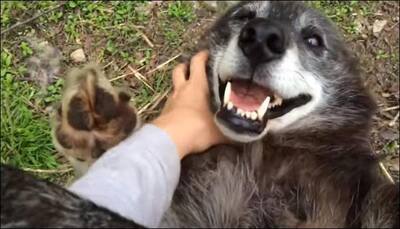 Watch: You'll never see a wolfdog who wants a belly rub as much as this one!