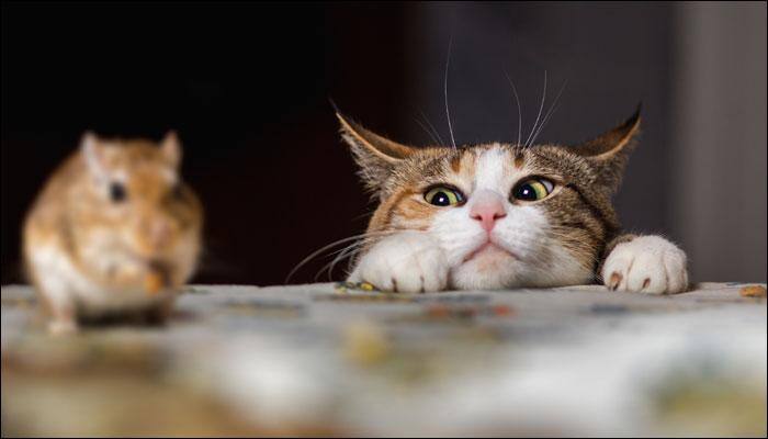 Watch video: This is just not the way this cat's humans expected it to behave on seeing a rat!