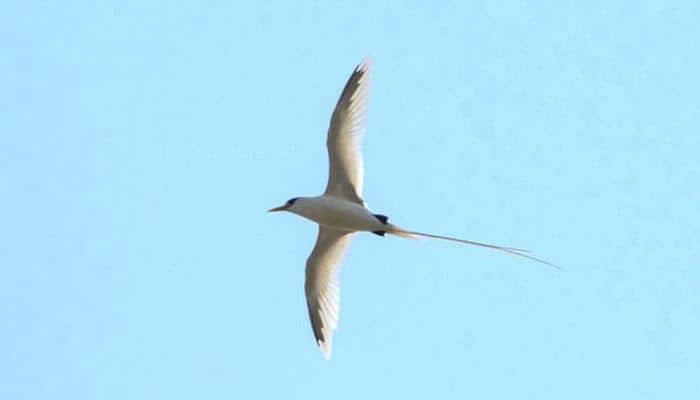 Image of this rare seabird spotted near Port Blair is truly mesmerising!