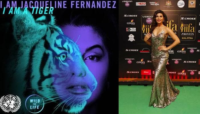 &#039;I am a Tiger. What are you?&#039; asks Jacqueline Fernandez!