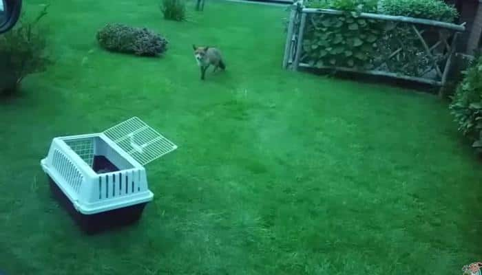 Anxious mother fox waits while men work to rescue her trapped cub– Watch the emotional moment! 