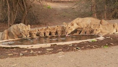 You won't believe your eyes! Bunch of lions quenching thirst at Gujarat's Gir National Park - RARE VIDEO INSIDE