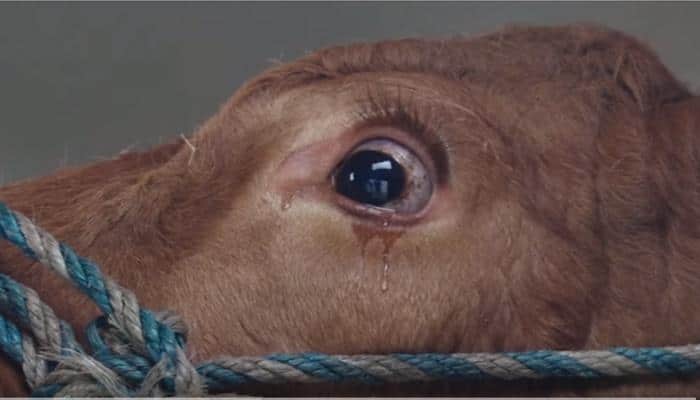 WATCH: This heart-warming story of cow will move you to tears; she was meant to be slaughtered - Know what happened