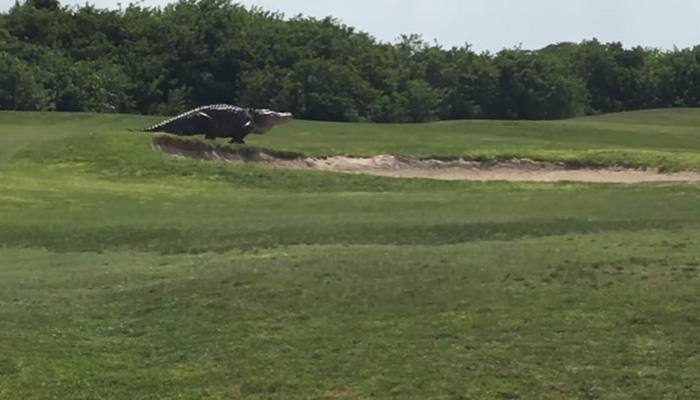 When 'giant' alligator took a stroll across Florida golf course – Watch!