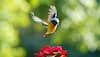 Bird lovers can head to this sanctuary near Gurgaon 