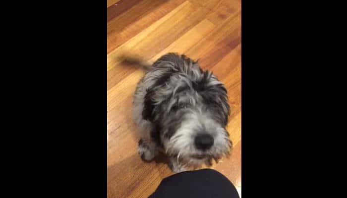 Wow! This dog can speak like humans and it&#039;s incredible – Watch video