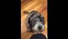 Wow! This dog can speak like humans and it's incredible – Watch video