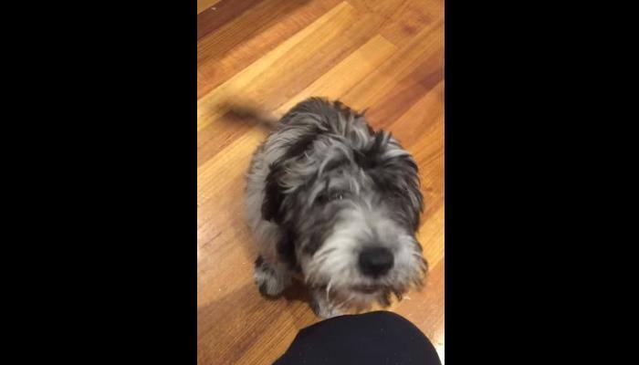 Wow! This dog can speak like humans and it's incredible – Watch video