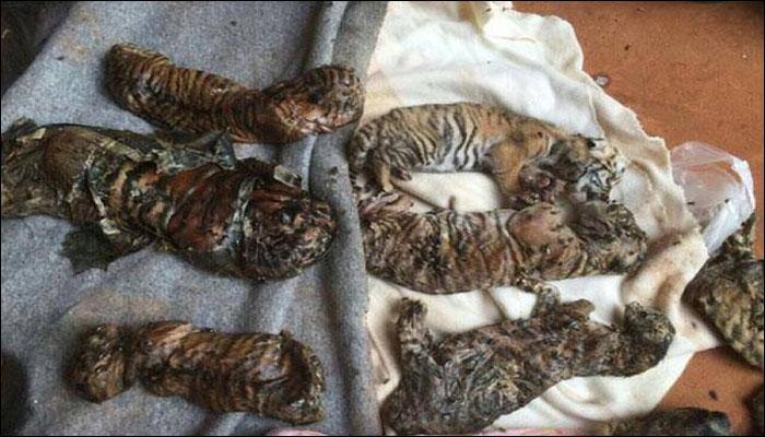 Tiger Temple's sanctity perishes as 40 dead cubs discovered in freezer!