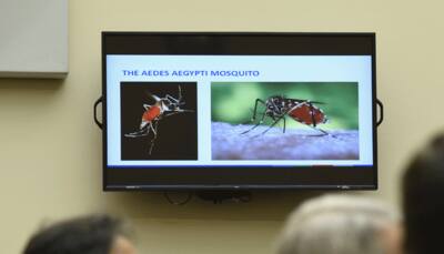 WHO to weigh 2016 Rio Olympics impact on Zika spread