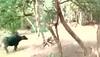 OMG! UNBELIEVABLE visuals - Buffalo attacks lion in Gujarat's Gir National Park | WATCH